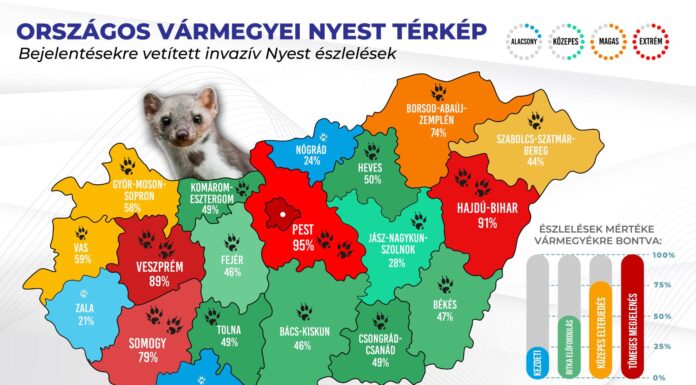 Megjelent hazánk nyest térképe nyest térkép