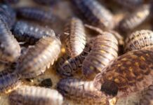 Érdes pinceászka (Porcellio scaber) pinceászka