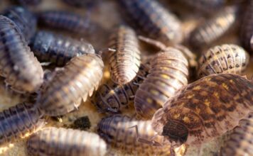Érdes pinceászka (Porcellio scaber) pinceászka