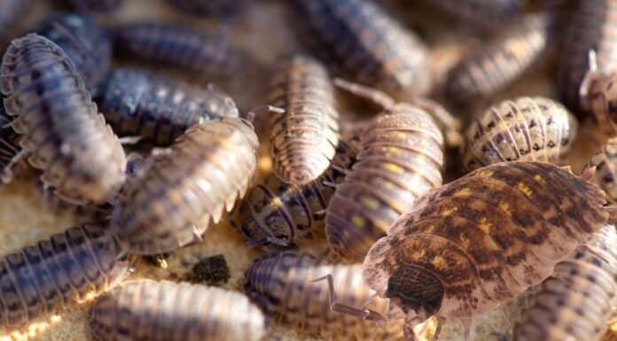 Érdes pinceászka (Porcellio scaber) pinceászka