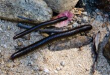 Vaspondró elleni védekezés lehetőségei vaspondró