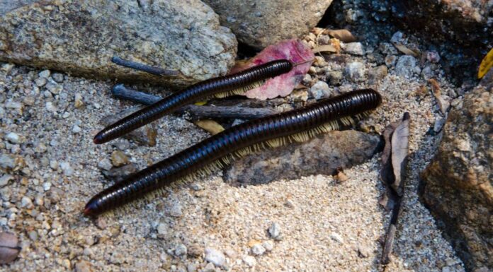 Vaspondró elleni védekezés lehetőségei vaspondró