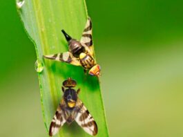 A dióburok-fúrólégy elleni védekezés lehetőségei dióburok-fúrólégy