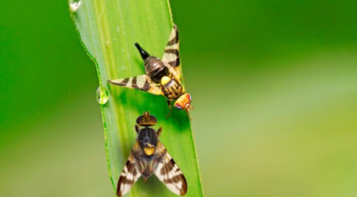 A dióburok-fúrólégy elleni védekezés lehetőségei dióburok-fúrólégy