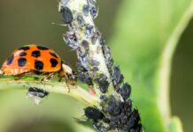 Növényi kártevők Növényi kártevők