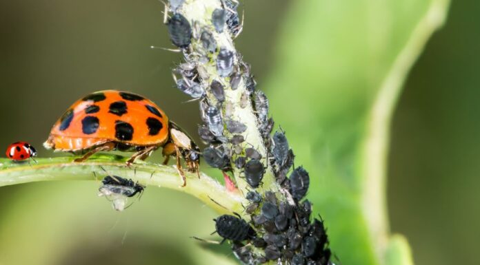 Növényi kártevők Növényi kártevők