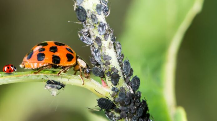 Növényi kártevők