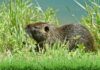 Hód vagy patkány? A nutria megjelenése, életmódja és hatása a környezetre nutria