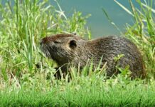 Hód vagy patkány? A nutria megjelenése, életmódja és hatása a környezetre nutria