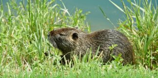Hód vagy patkány? A nutria megjelenése, életmódja és hatása a környezetre nutria