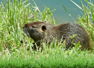 Hód vagy patkány? A nutria megjelenése, életmódja és hatása a környezetre nutria