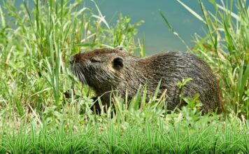 Hód vagy patkány? A nutria megjelenése, életmódja és hatása a környezetre nutria