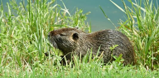 Hód vagy patkány? A nutria megjelenése, életmódja és hatása a környezetre nutria