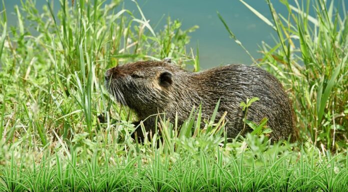 Hód vagy patkány? A nutria megjelenése, életmódja és hatása a környezetre nutria