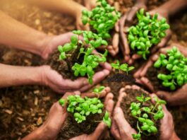 Tavaszi növényvédelem Tavaszi növényvédelem