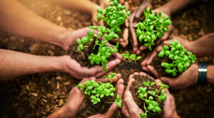 Tavaszi növényvédelem Tavaszi növényvédelem