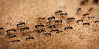 Hangyák a küszöbön: Így védd meg otthonodat a tavaszi inváziótól hangyainvázió