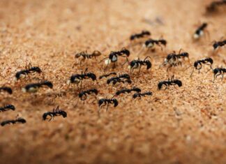Hangyák a küszöbön: Így védd meg otthonodat a tavaszi inváziótól hangyainvázió