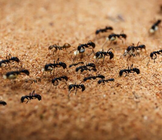 Hangyák a küszöbön: Így védd meg otthonodat a tavaszi inváziótól hangyainvázió