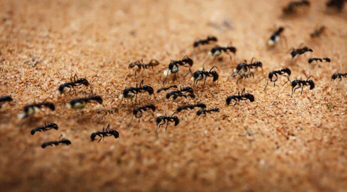 Hangyák a küszöbön: Így védd meg otthonodat a tavaszi inváziótól hangyainvázió