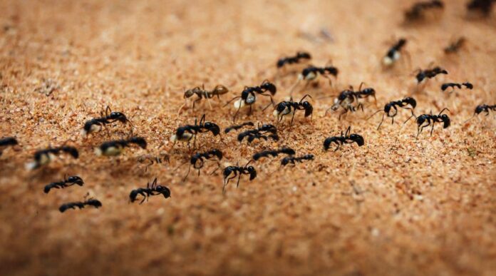 hangyainvazio hangyainvázió