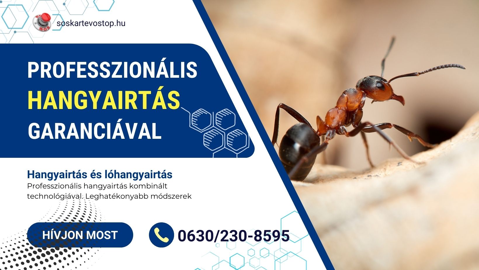 hangyairtás